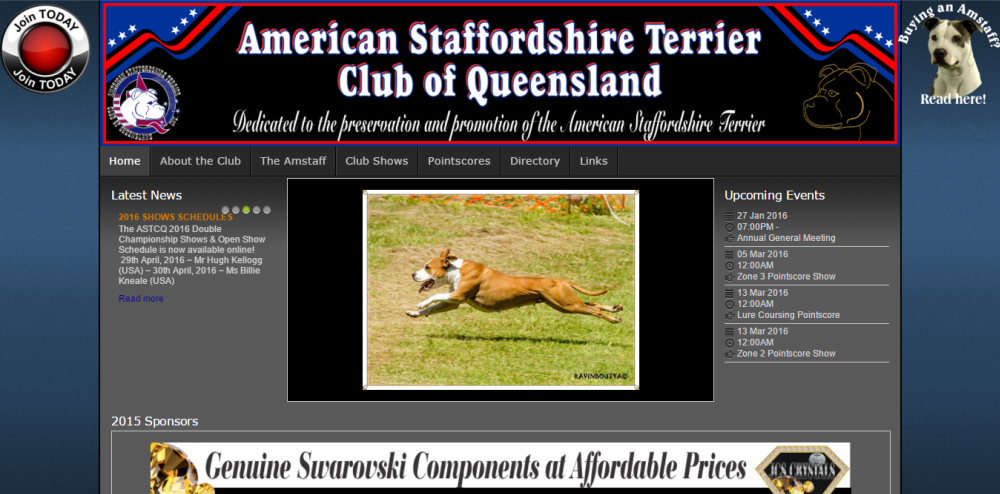 American Staffordshire Terrier Club of QLD